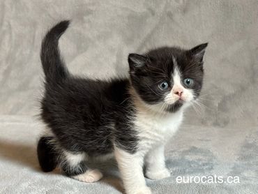 scottish fold kitten for sale
