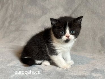 scottish fold kitten for sale