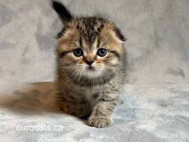 scottish fold kitten for sale