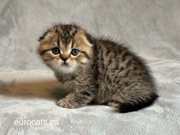 scottish fold kitten for sale