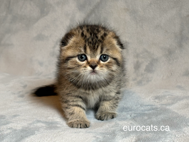 scottish fold kitten for sale