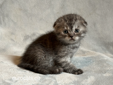 scottish fold kitten for sale
