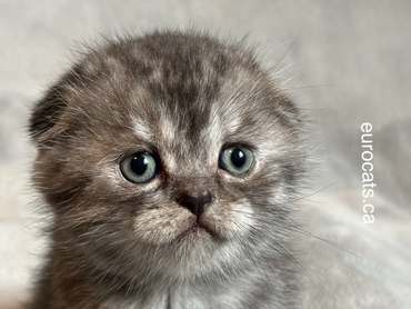scottish fold kitten for sale