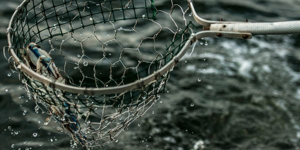 Crabbing Annapolis fishing charters on board the Down Time