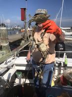 Got crabs Chesapeake crabbing Down Time Charters - Chesapeake Sport fishing Charters
