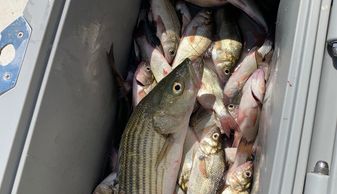 Perch bottom fishing Down Time Charters - Chesapeake Sport fishing Charters