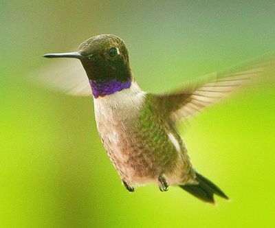 This is a black Chinned Hummingbird that was flying around my yard. 
