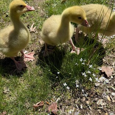 Toulhouse goslings. Three of them Oreo, Flower, Betsy.
