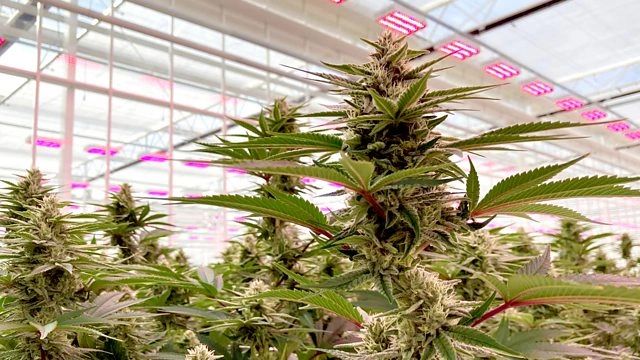 UK's Largest Medical Cannabis Flower Farm for CBPMs UK's Largest Medical Cannabis Flower Farm for CBPMs