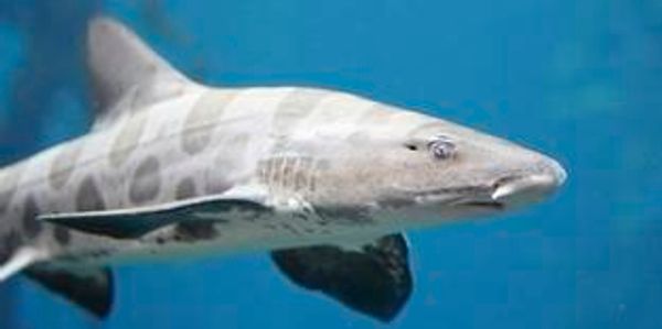 leopard sharks in la jolla
