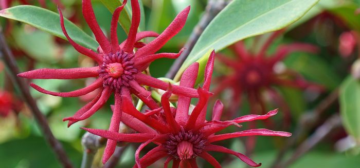 Illicium 'Woodland Ruby'