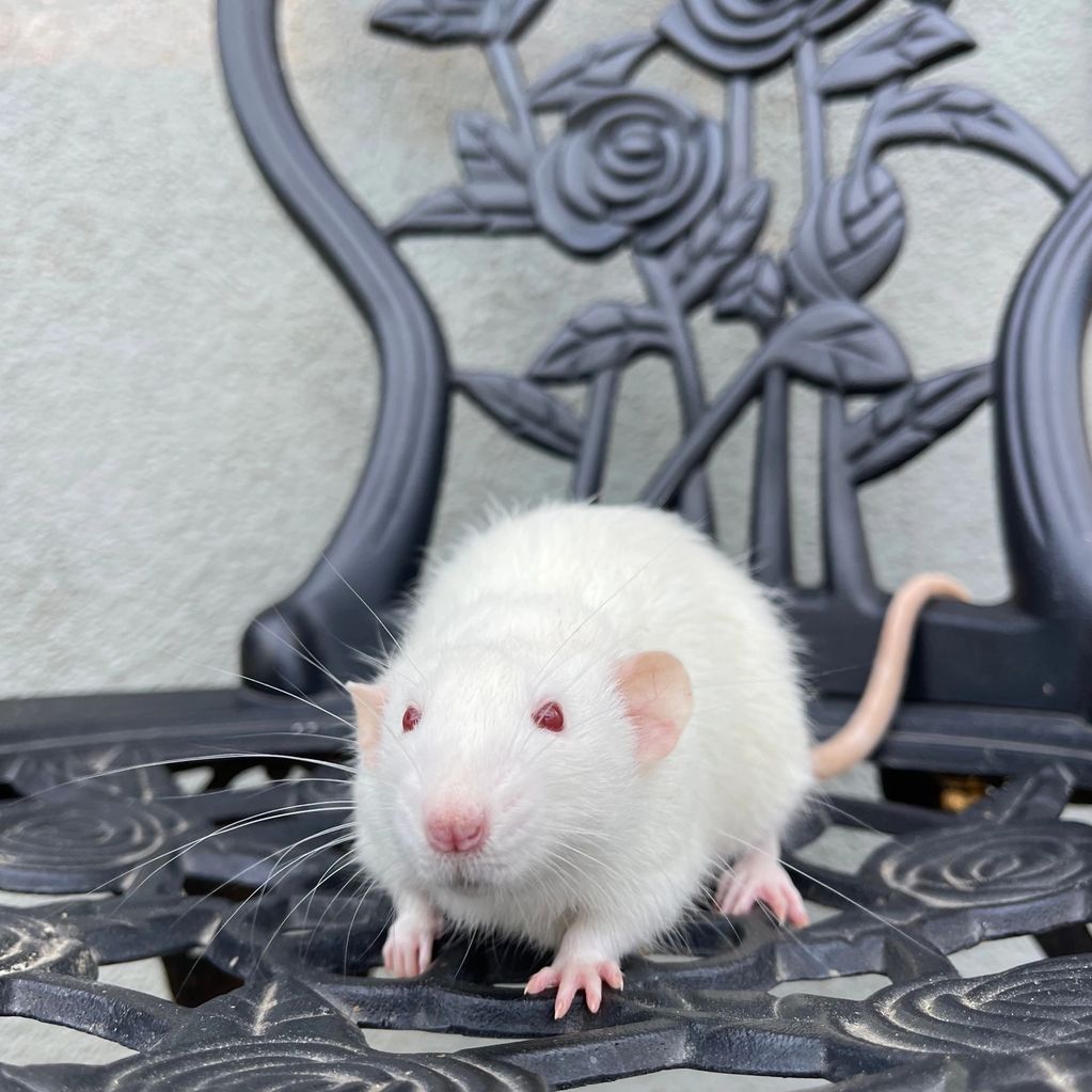 A male pink eyed white rat with dumbo ears in a neutral position.