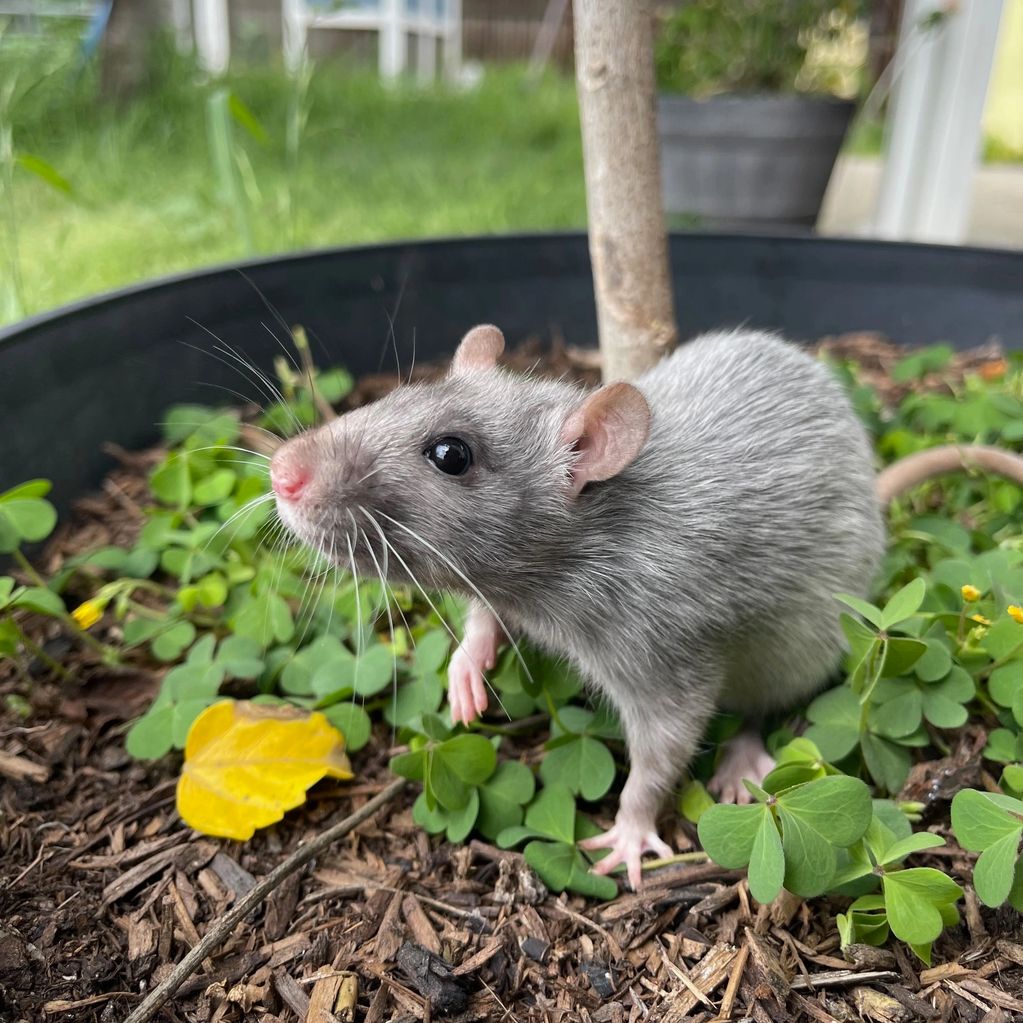 A black silvermane rat exploring a potted plant. She has one paw raised in curiosity.