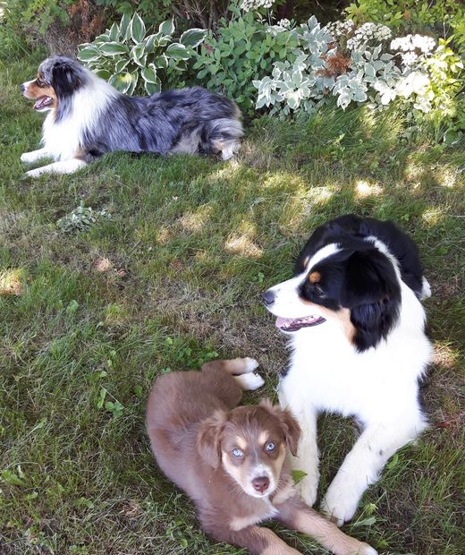 Our Australian Shepherds Willoughby, Cora and Frankie enjoying the day.
