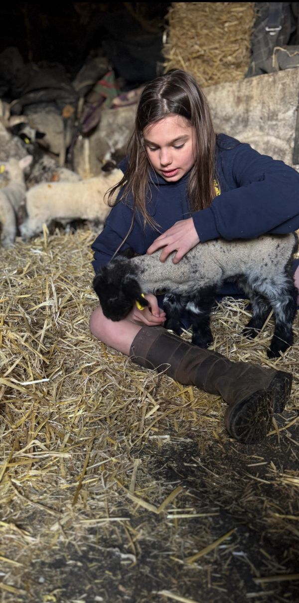 Girl cuddles a lamb in a straw-filled barn.