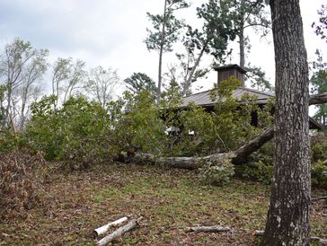 Fallen tree blocking a small building after a storm, with broken branches and debris scattered.