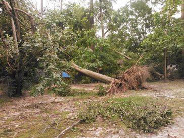 Uprooted tree lying on the ground with broken branches and debris in a wooded area after a storm