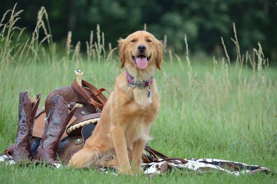 golden retriever rocking baby