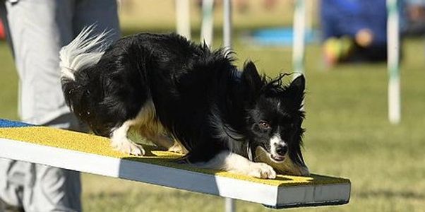 competition dog training