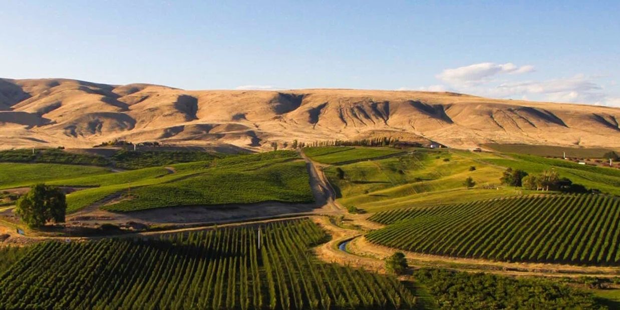 Vast green vineyards with rolling golden hills under a clear blue sky.