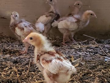 Red sex link layer chick, laying hen