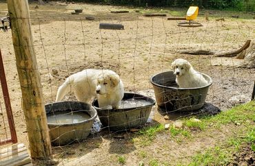 Great Pyrenees puppies playing in water