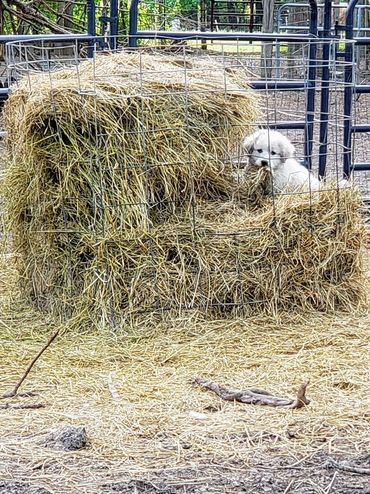 Great Pyrenees puppy in hay