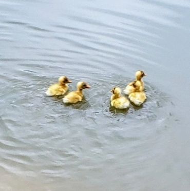 Ducklings swimming in pond