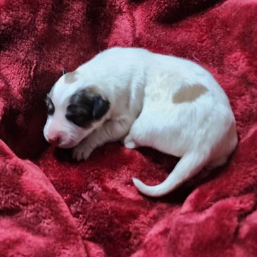 Great Pyrenees puppy