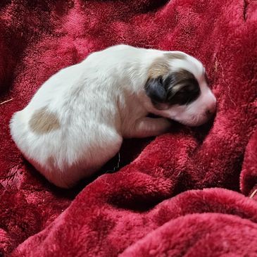 Great Pyrenees puppy