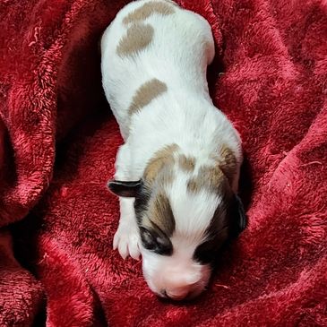 Great Pyrenees puppy