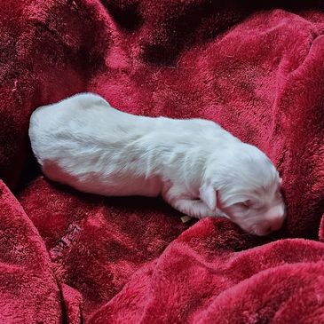 Great Pyrenees puppy
