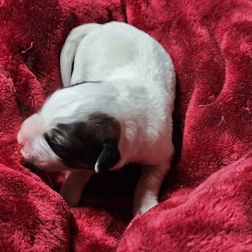 Great Pyrenees puppy