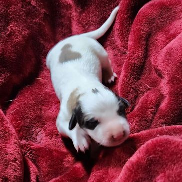 Great Pyrenees puppy