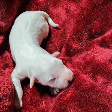 Great Pyrenees puppy