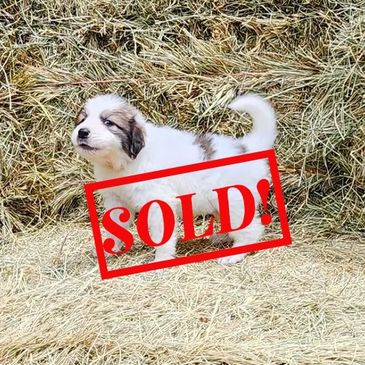 Great Pyrenees Puppy, pyr pup