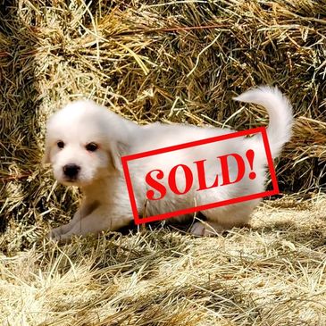 Great Pyrenees Puppy, pyr pup