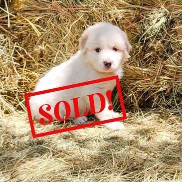 Great Pyrenees Puppy, pyr pup