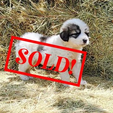 Great Pyrenees Puppy, pyr pup