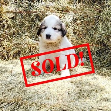 Great Pyrenees Puppy, pyr pup