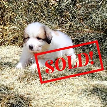 Great Pyrenees Puppy, pyr pup