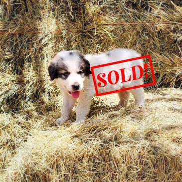 Great Pyrenees Puppy, pyr pup