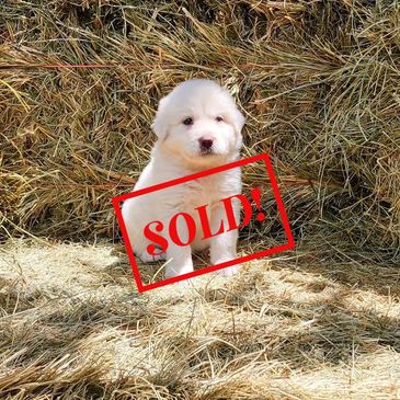 Great Pyrenees Puppy, pyr pup