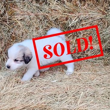 Great Pyrenees Puppy, pyr pup