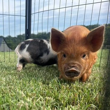 Key practices include selective breeding, nutritional management, disease control, and manure manage
