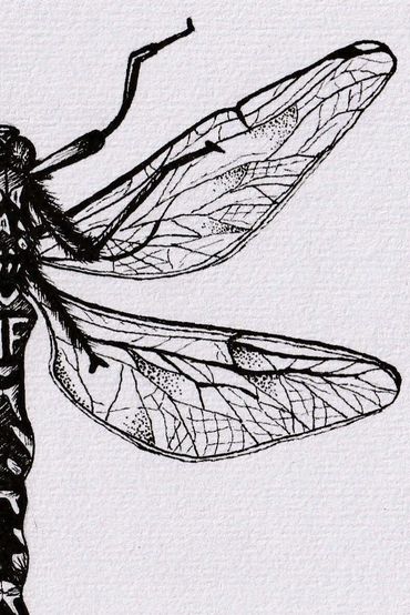 Gaia Artworks artist Dragonfly Insect stippling drawing available as Original Artwork & Art Prints