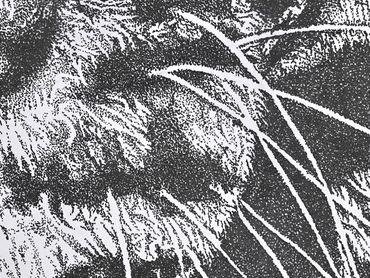 Gaia Artworks artist Tiger stippling drawing available as Original Artwork & Art Prints