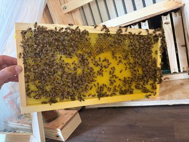 Slovenian AZ hive frame
