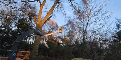 A person trimming tree branches using a cherry picker on a clear day.