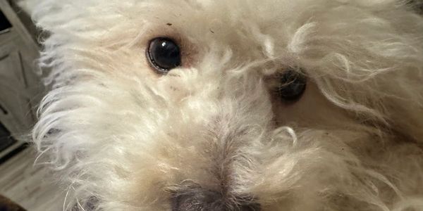 Close-up of a fluffy white dog with expressive eyes.